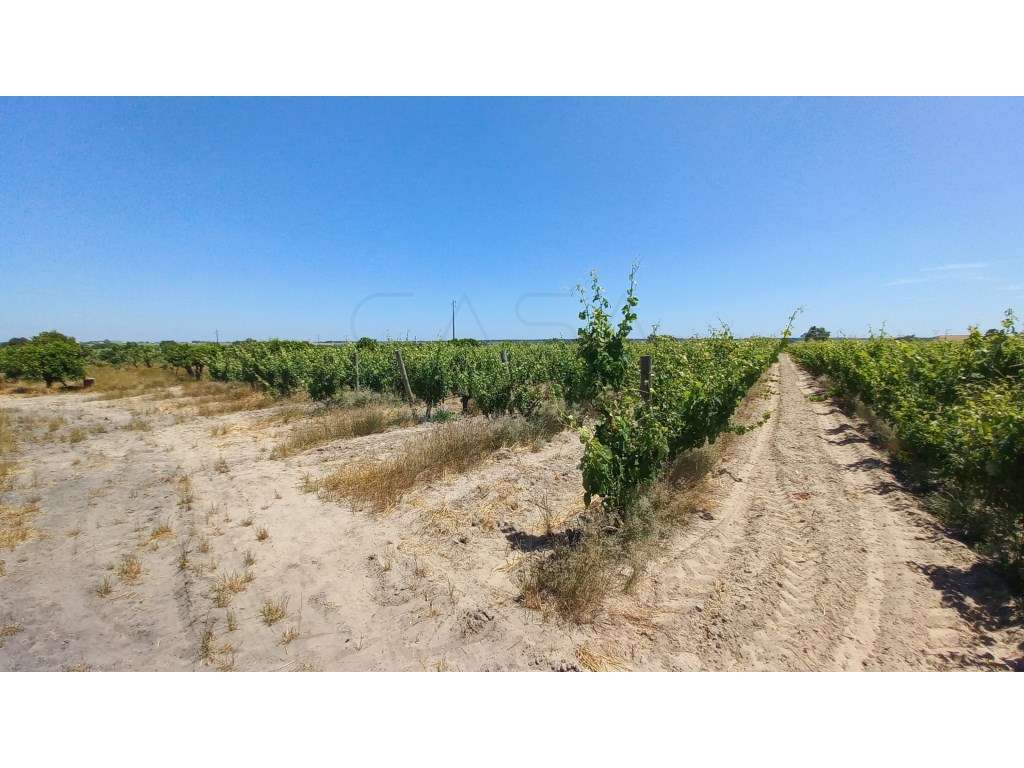 Moradia T3 com vinha em produção próxima de Setúbal - Grande imagem: 4/32