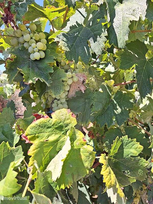 Terreno  para venda - Grande imagem: 3/14