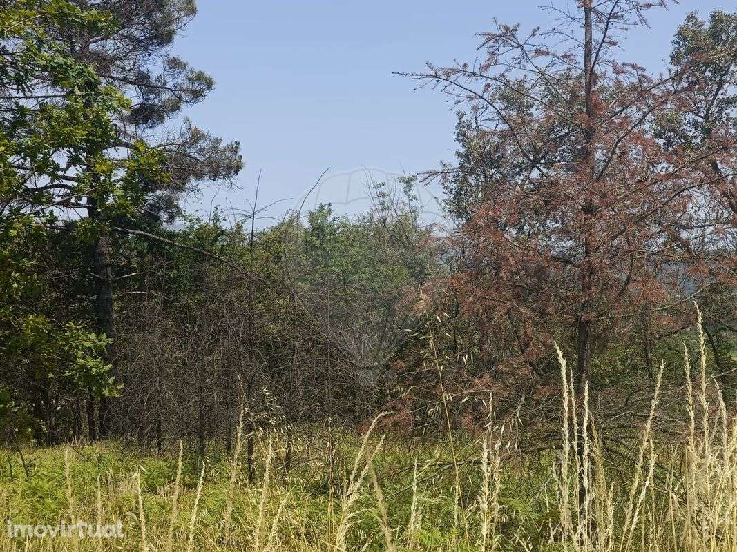 Terreno  para venda - Grande imagem: 4/12