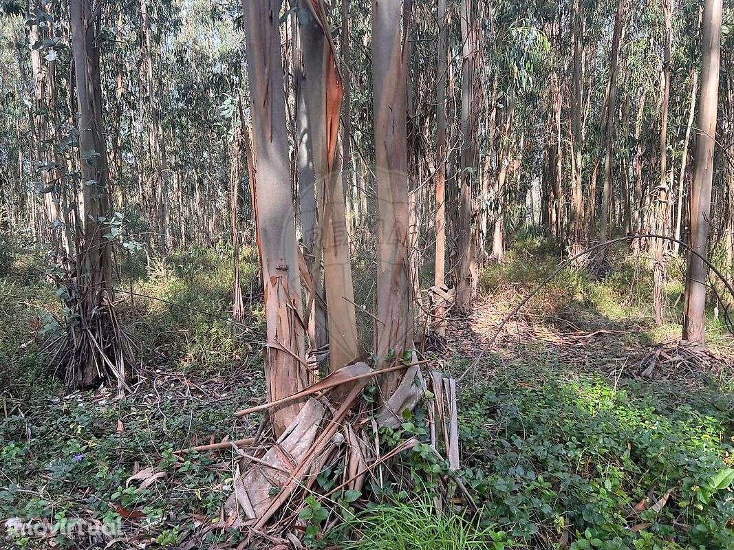 Terreno  para venda - Grande imagem: 3/14