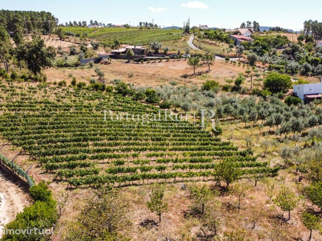 Quintinha rural com 16.000m2 com casa em xisto - Grande imagem: 4/60