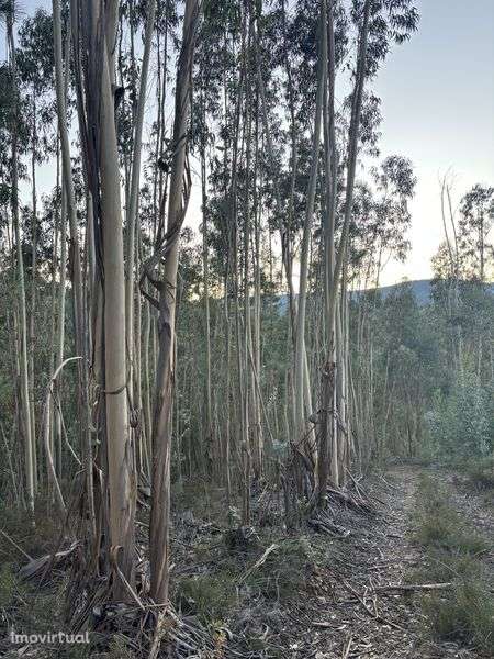 Vendo terreno e eucaliptos - Grande imagem: 4/10