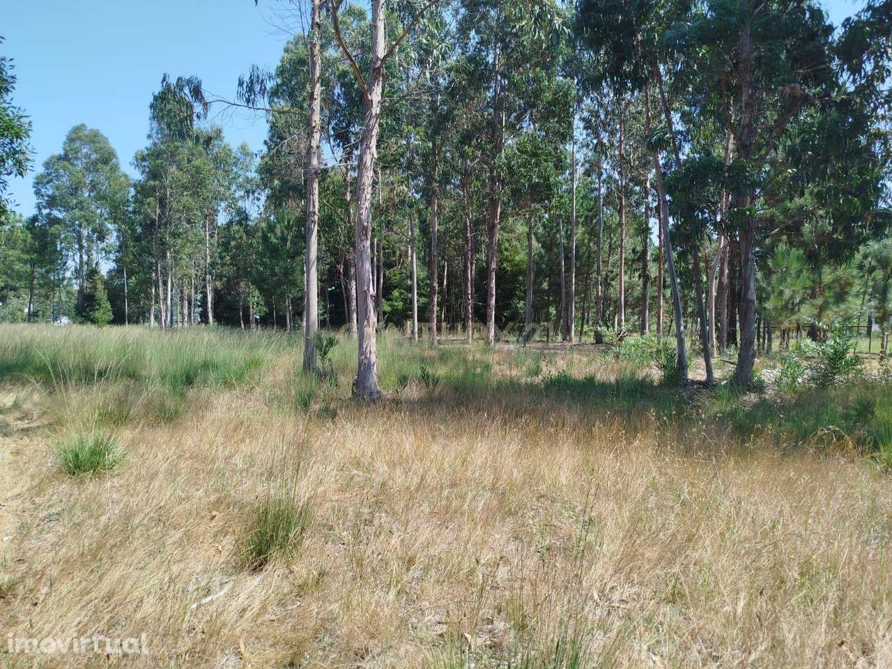 Terreno à Venda em Vagos, Aveiro - Oportunidade Única! - Grande imagem: 5/14