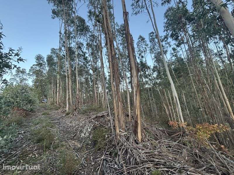 Vendo terreno e eucaliptos - Grande imagem: 2/10