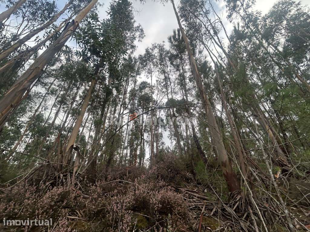 Terreno rústico com eucaliptal e ribeira - Aboboreira Fundeira, Tomar - Grande imagem: 3/15