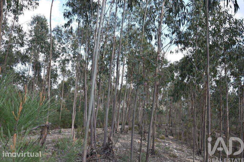 Terreno em Rio de Couros e Casal dos Bernardos de 7590,00 m2 - Grande imagem: 3/29