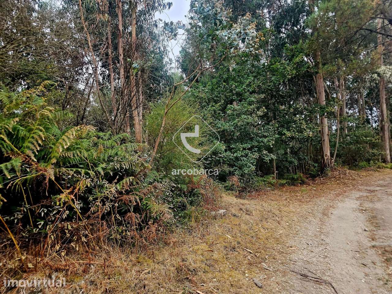 Terreno Florestal - Grande imagem: 4/6