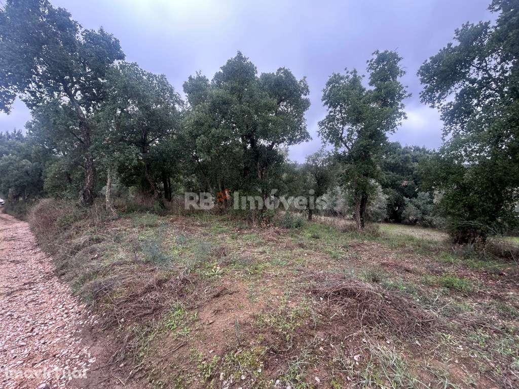 2 terrenos rústicos com 7160m2 - Aboboreira Fundeira, Tomar - Grande imagem: 4/19