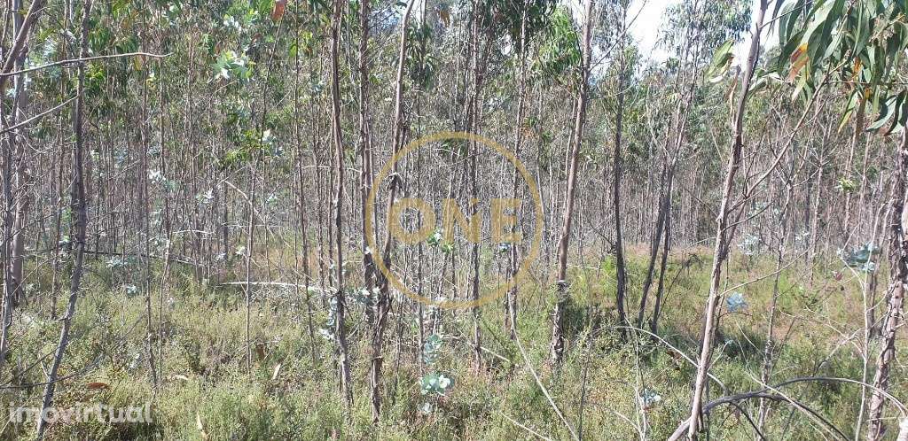 Terreno Rústico - Grande imagem: 4/15