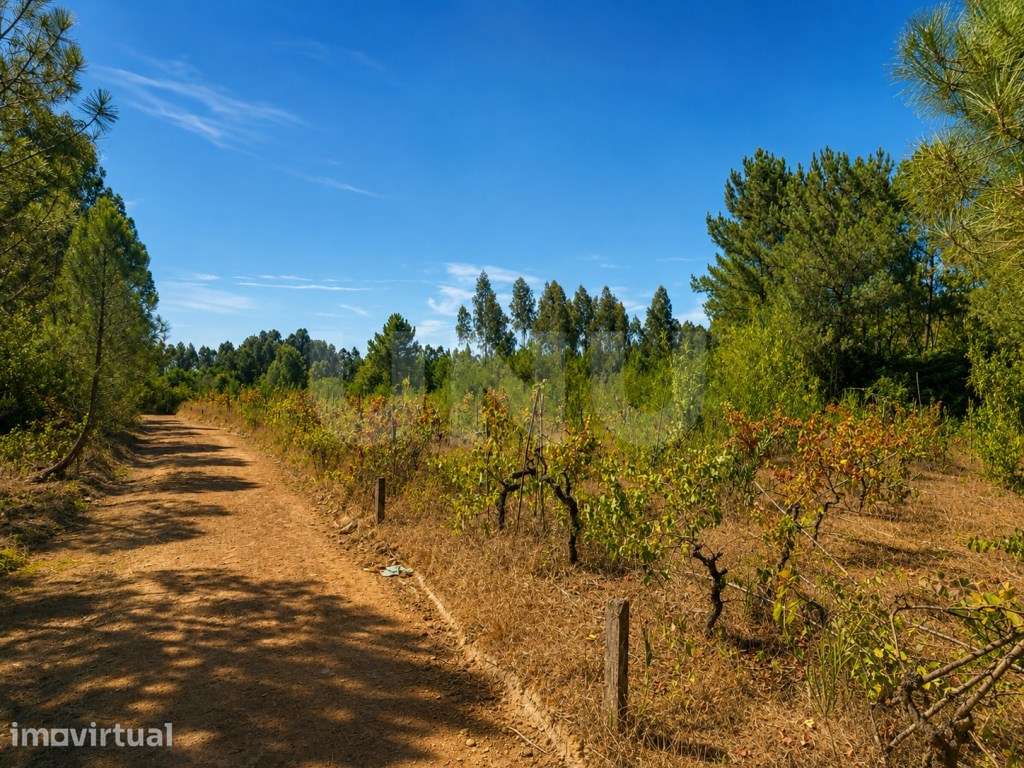 Terreno Rústico com 3.500 m2 - Rua do Cabeço | Bustos, Oliveira do ... - Grande imagem: 2/8
