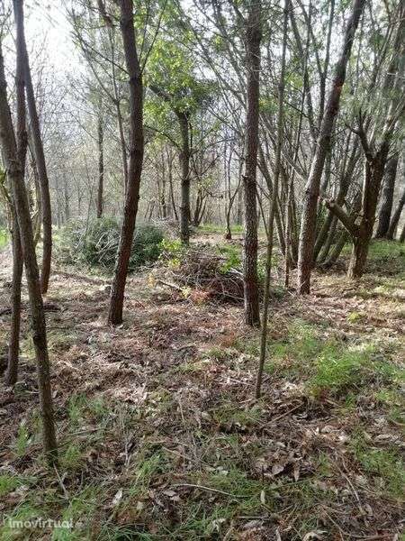 Terreno Agrícola  27322m2 - Grande imagem: 2/11