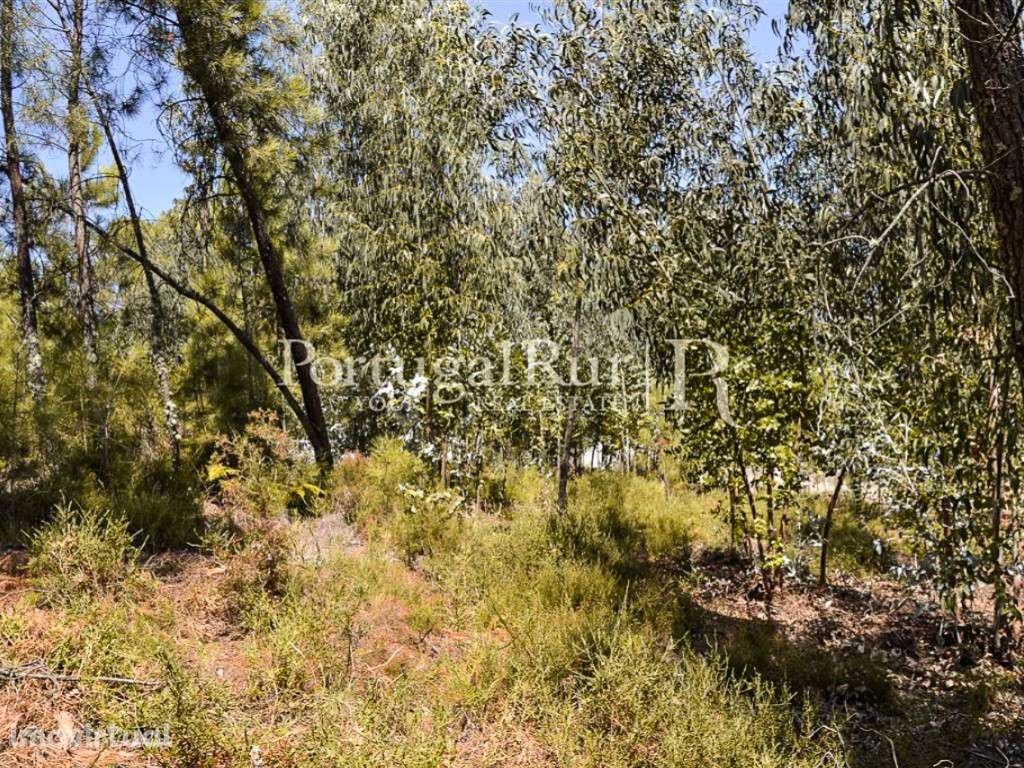 Terreno Rústico com Pinhal e Eucalipto em Proença-a-Nova - Grande imagem: 5/6