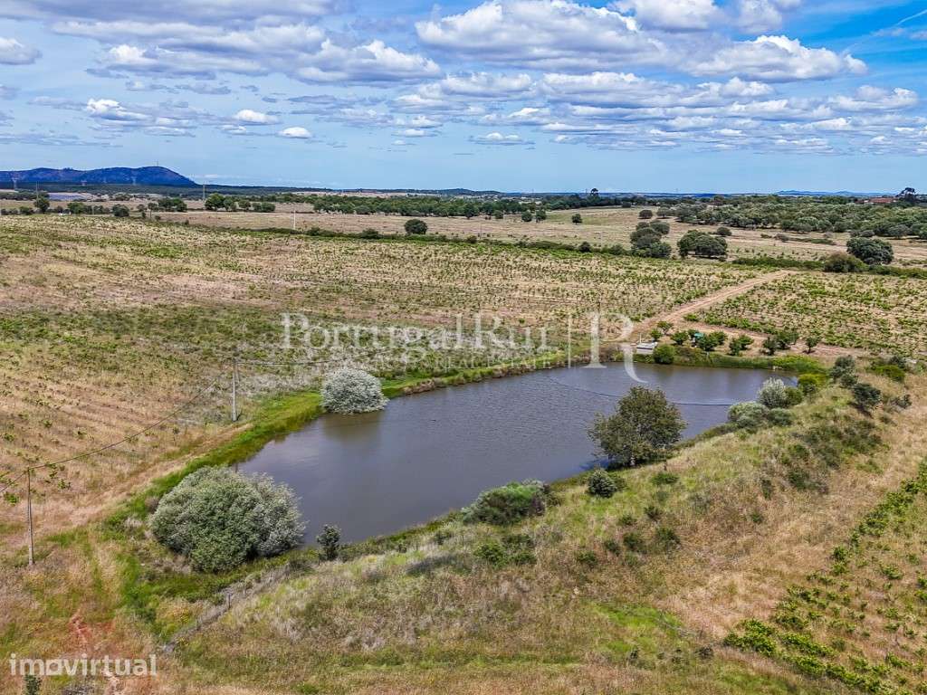 Propriedade vitivinicola com 32ha e marca própria em Nisa - Grande imagem: 4/36