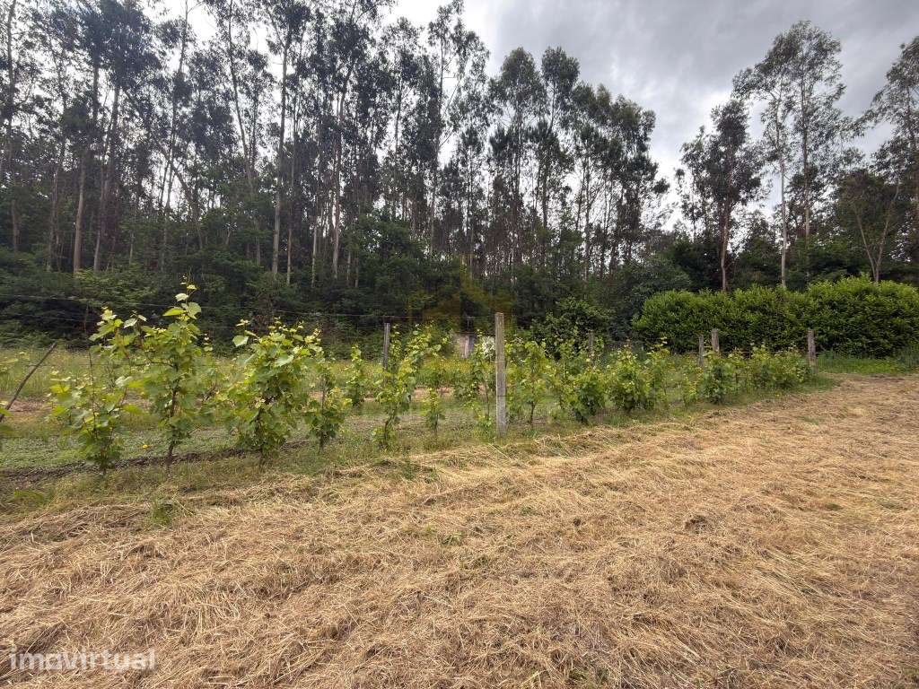 Terreno Florestal e Agrícola com Água Própria | Plano e com Bons Ac... - Grande imagem: 4/23