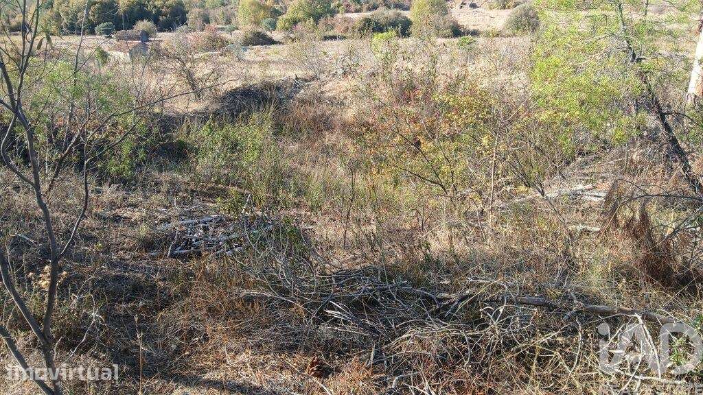 Terreno Agrícola em Sarzedas - Grande imagem: 5/33