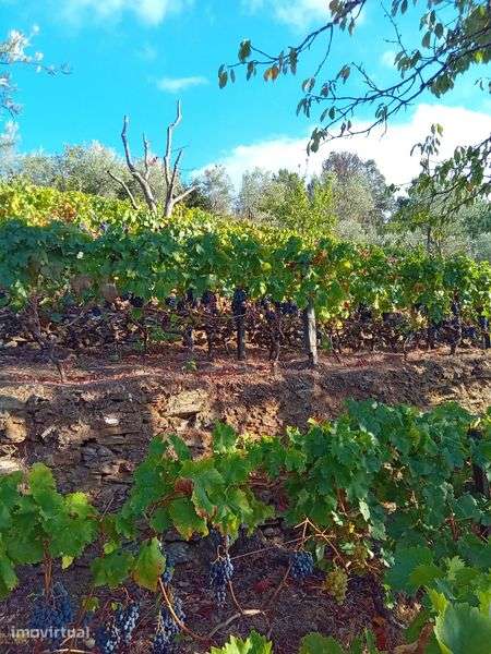 Terreno de cultivo de uvas, cerejas - Grande imagem: 2/4