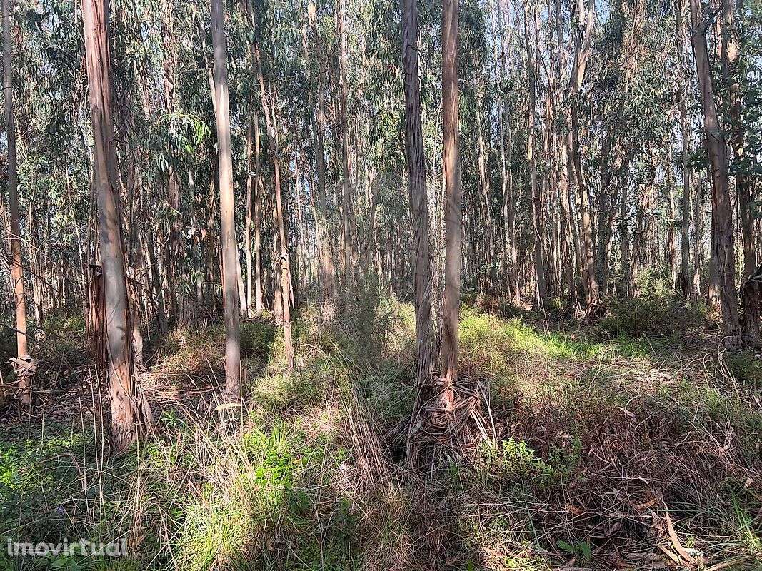 Terreno  para venda - Grande imagem: 2/14