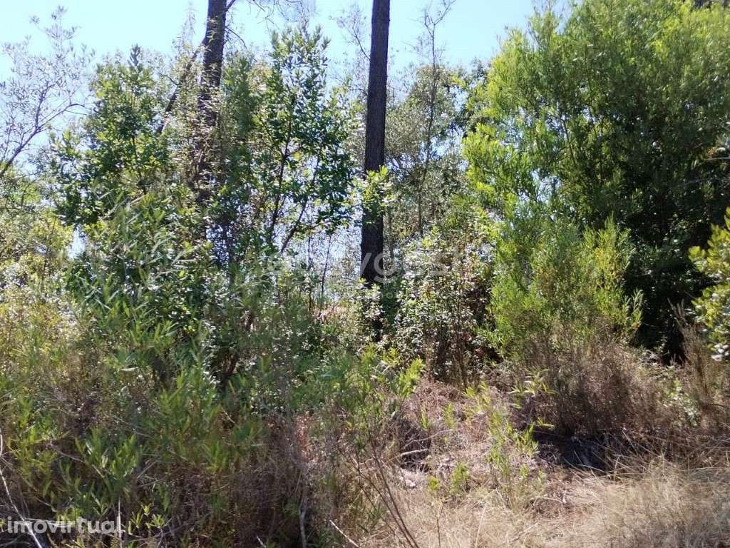 Terreno inserido na malha urbana e a cerca de 50 metros do Rio Zêzere - Grande imagem: 3/13