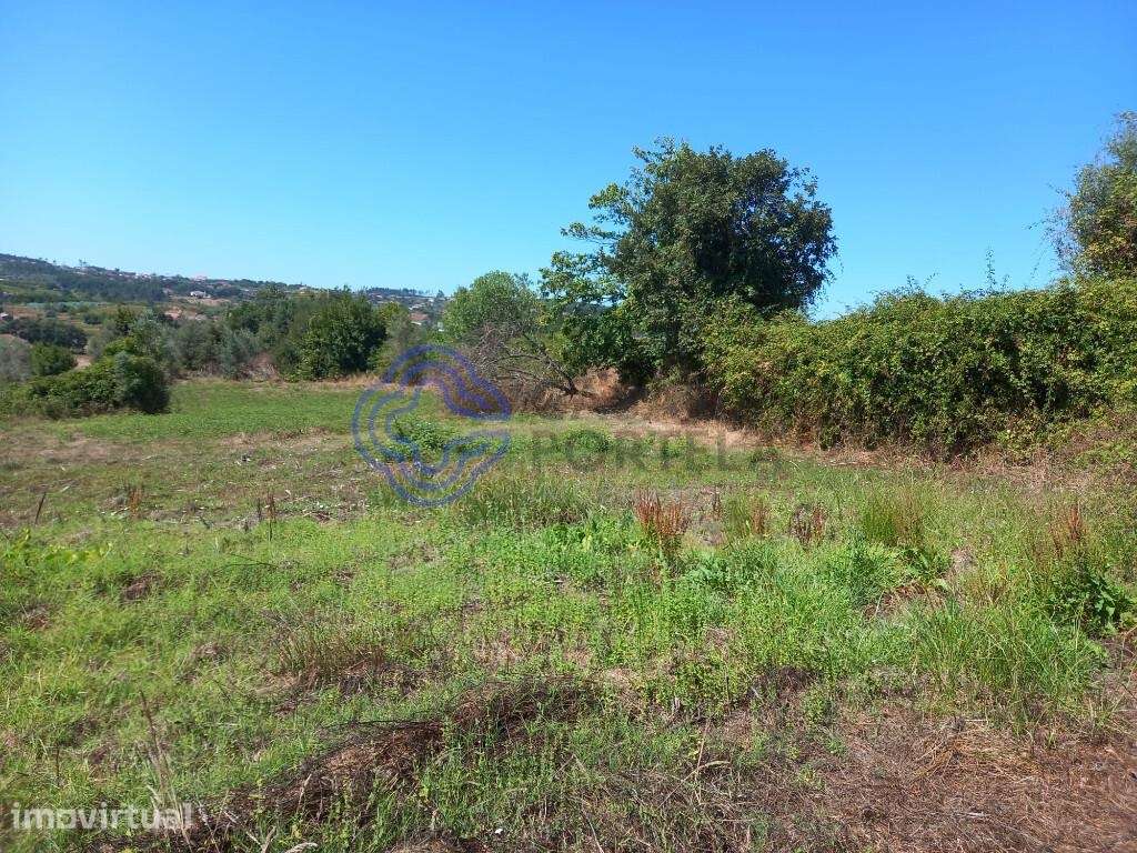 Terreno agrícola com 4.280 m2 a 5 minutos da Aldeia de Dornes, centro - Grande imagem: 4/21