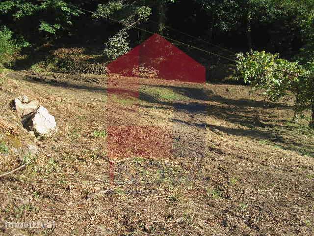Terreno Florestal em Covas - Grande imagem: 5/17
