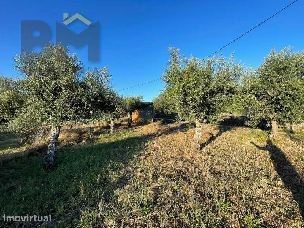 Terreno com árvores de fruto e oliveiras em Freixial do Campo! - Grande imagem: 2/13