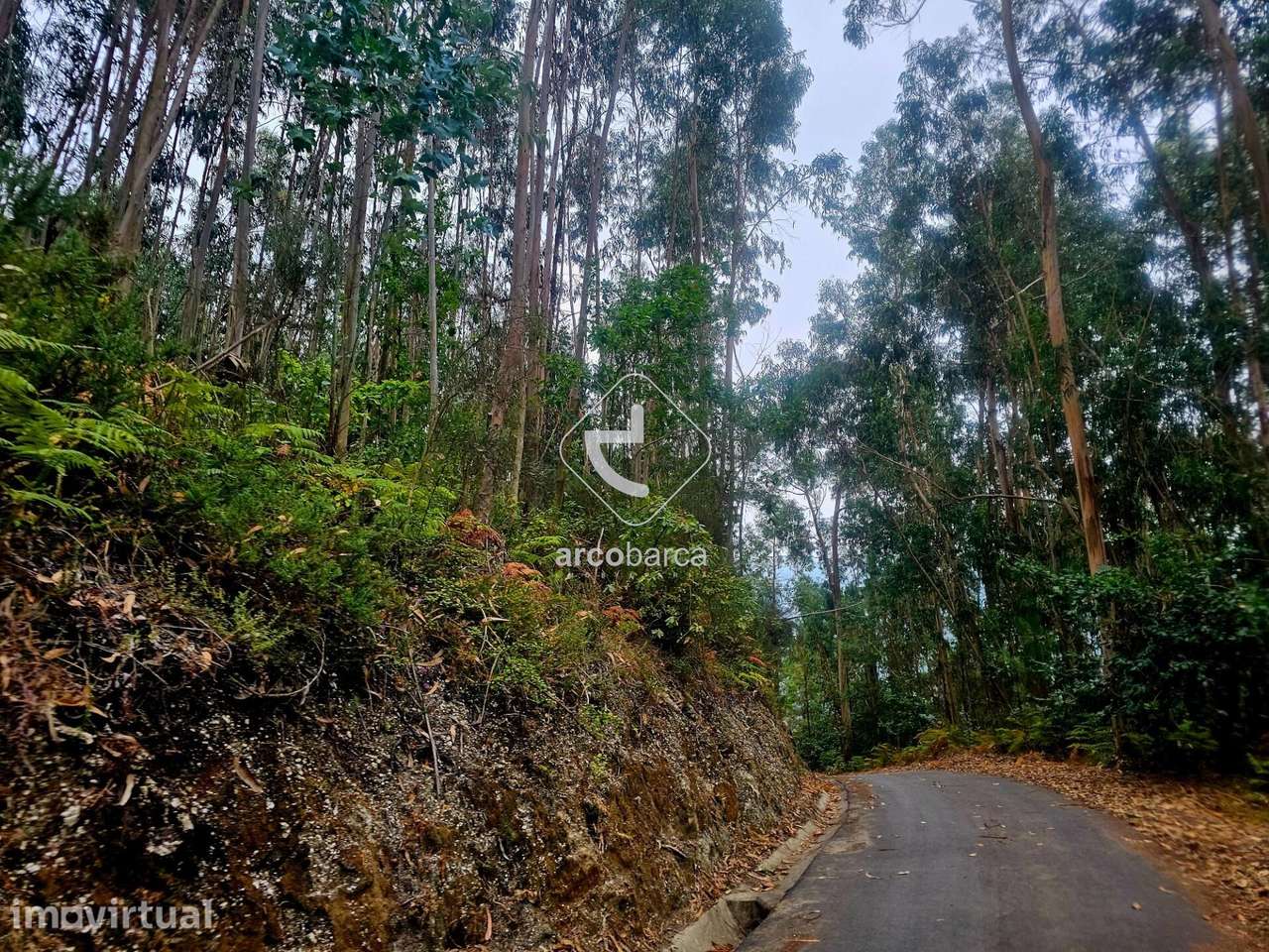 Terreno Florestal - Grande imagem: 5/6