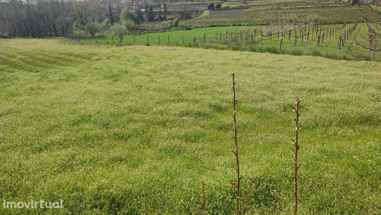 Terreno em Fiscal, Amares - Grande imagem: 5/5