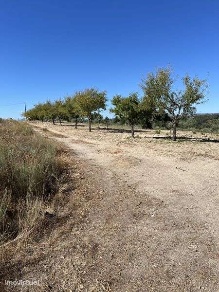 Quintinha/Olival - Mirandela - Torre Dona Chama - Grande imagem: 2/12