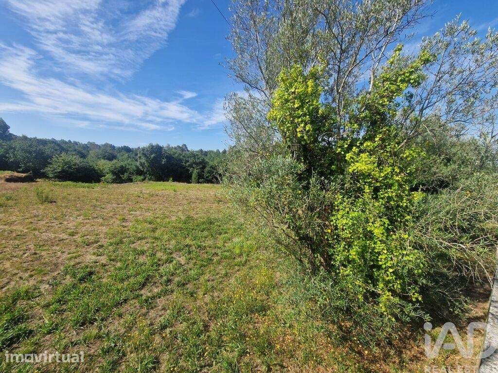 Terreno Agrícola em Montaria - Grande imagem: 5/18