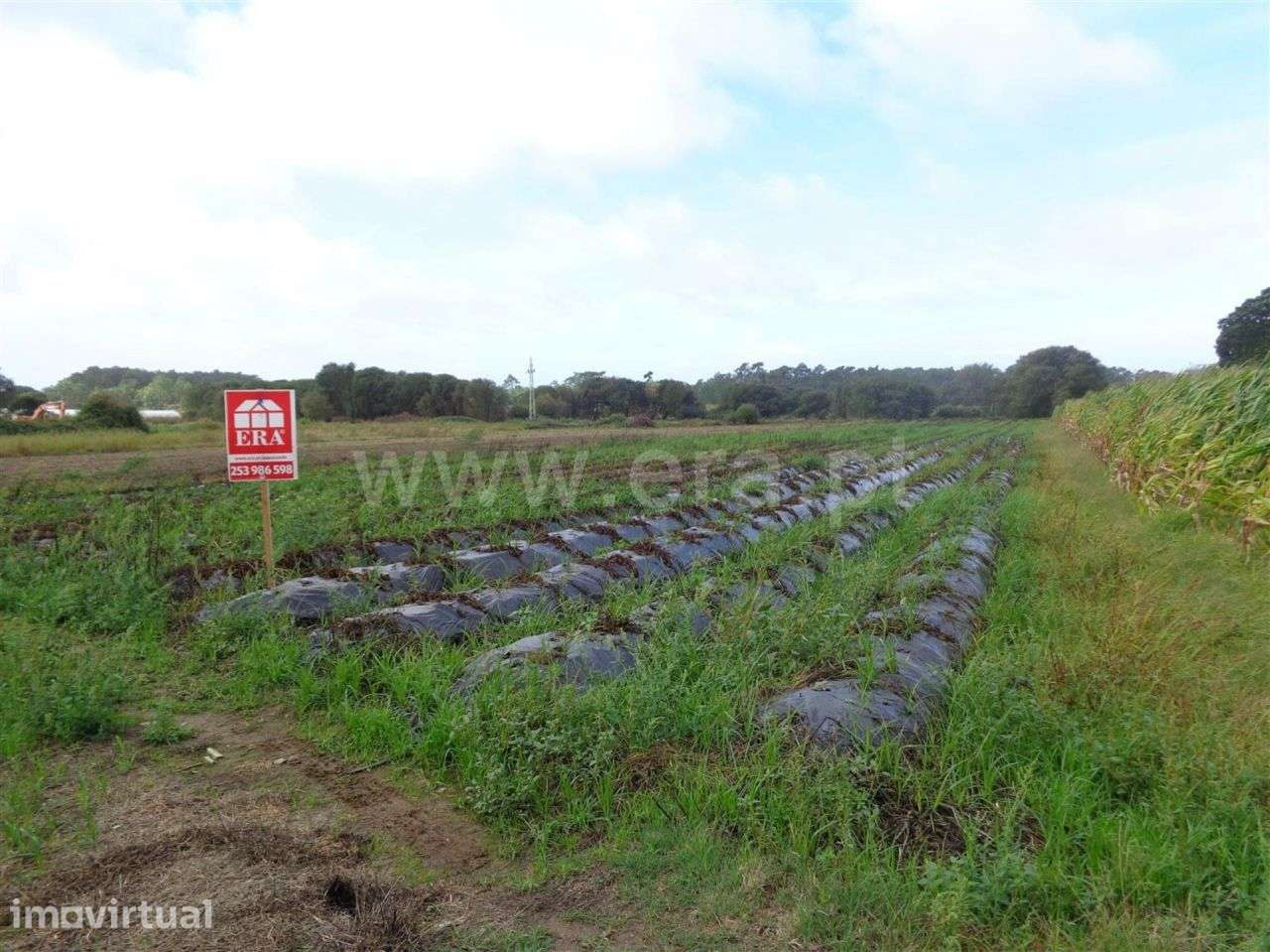 Terreno agrícola em Belinho, Esposende - Grande imagem: 4/5