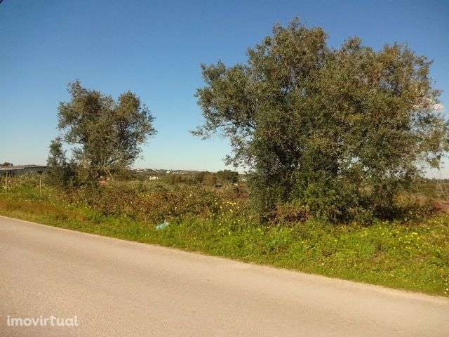 Terreno de cultivo - Grande imagem: 3/5