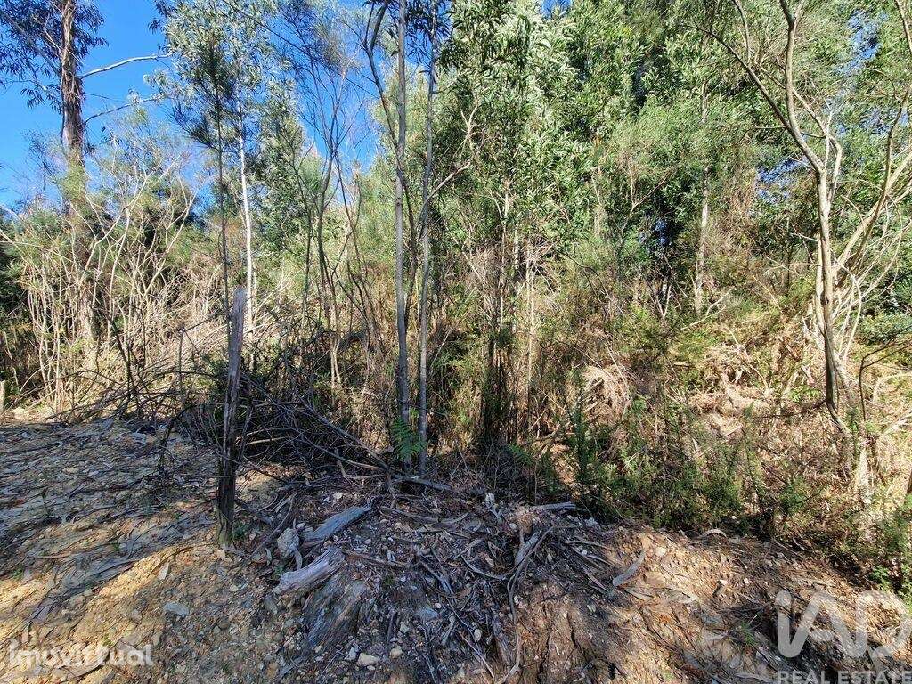 Terreno para construção em Nogueira, Meixedo e Vilar de Murteda de 321 - Grande imagem: 5/22