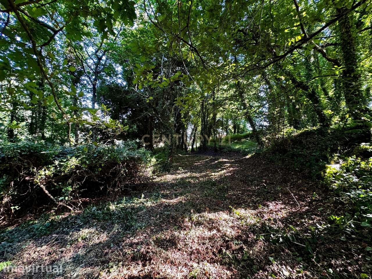 Bosque com 2,65 Hectares para Projeto Turístico ou Residência Rural em - Grande imagem: 3/20