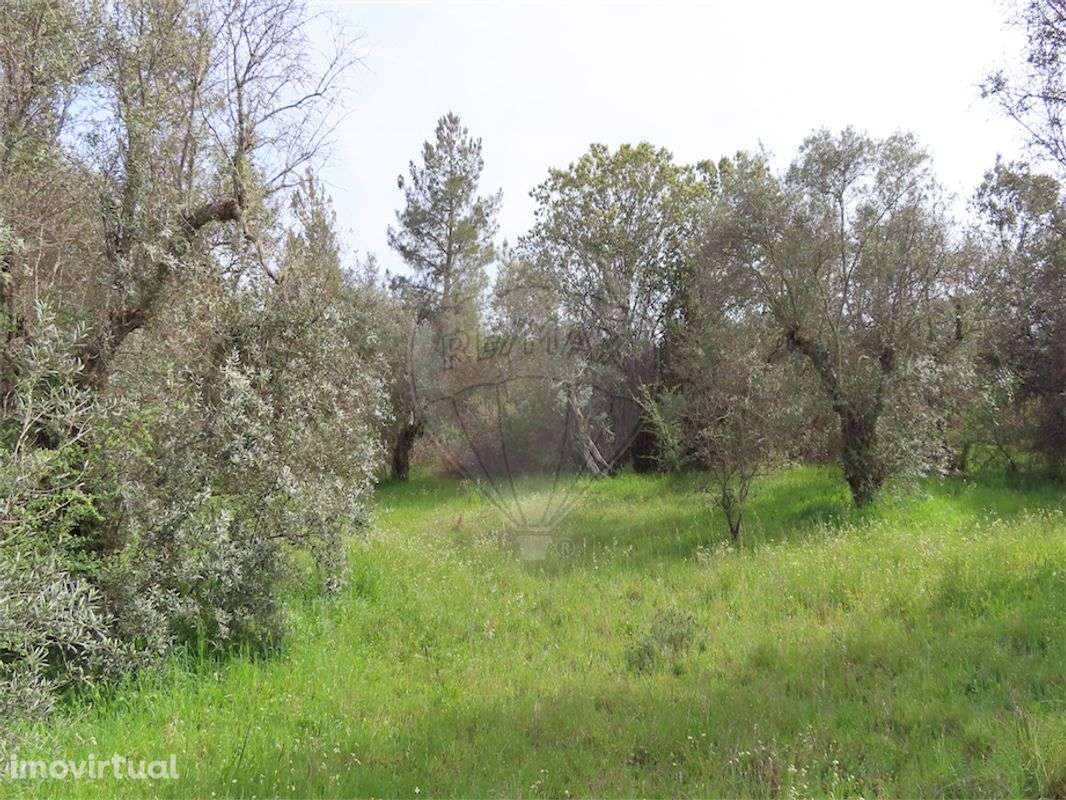 Quinta  para venda - Grande imagem: 5/17