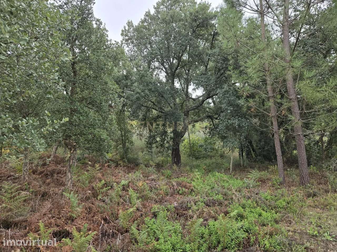 Terreno, 140 m², Castelo - Grande imagem: 3/8