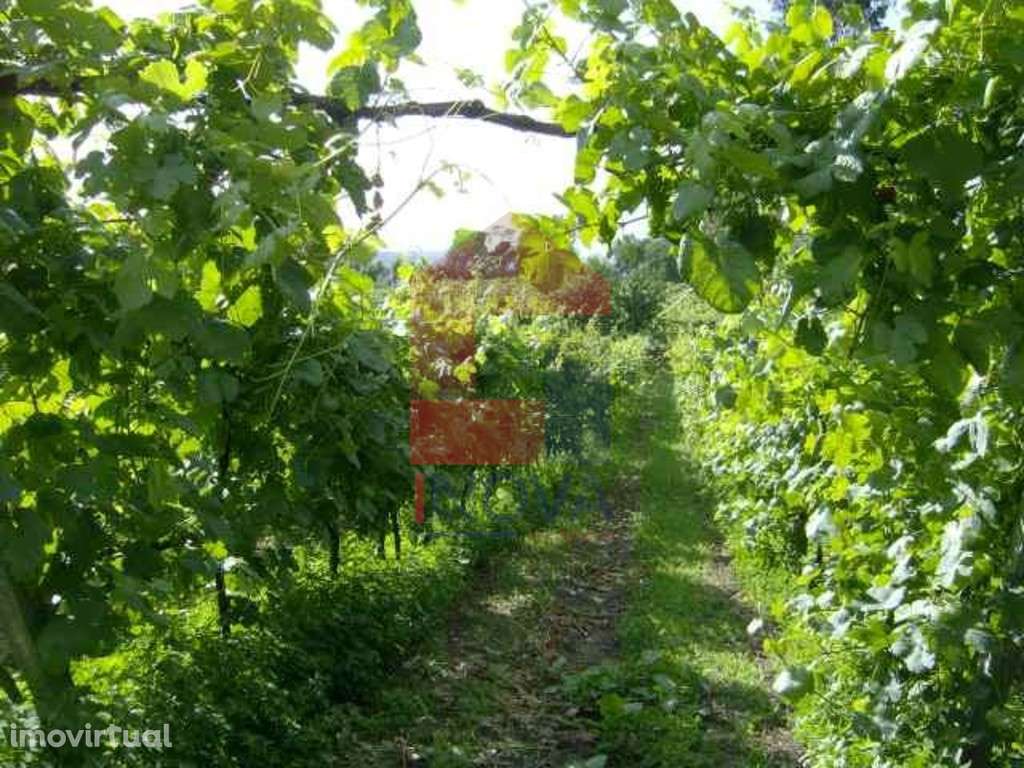 Terreno, Coucieiro - Grande imagem: 2/9