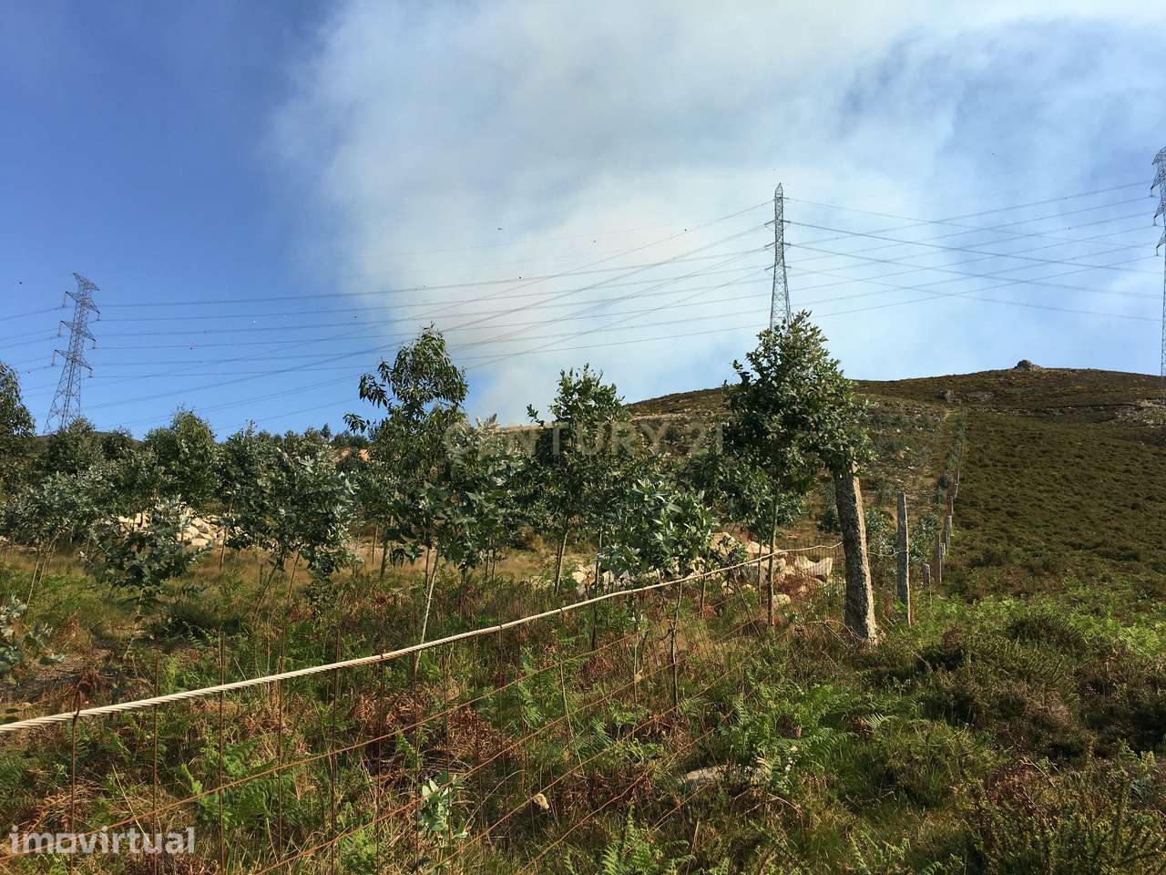 Terreno com 29500 m2 e cerca de 3000 pés de eucaliptos. - Grande imagem: 3/34