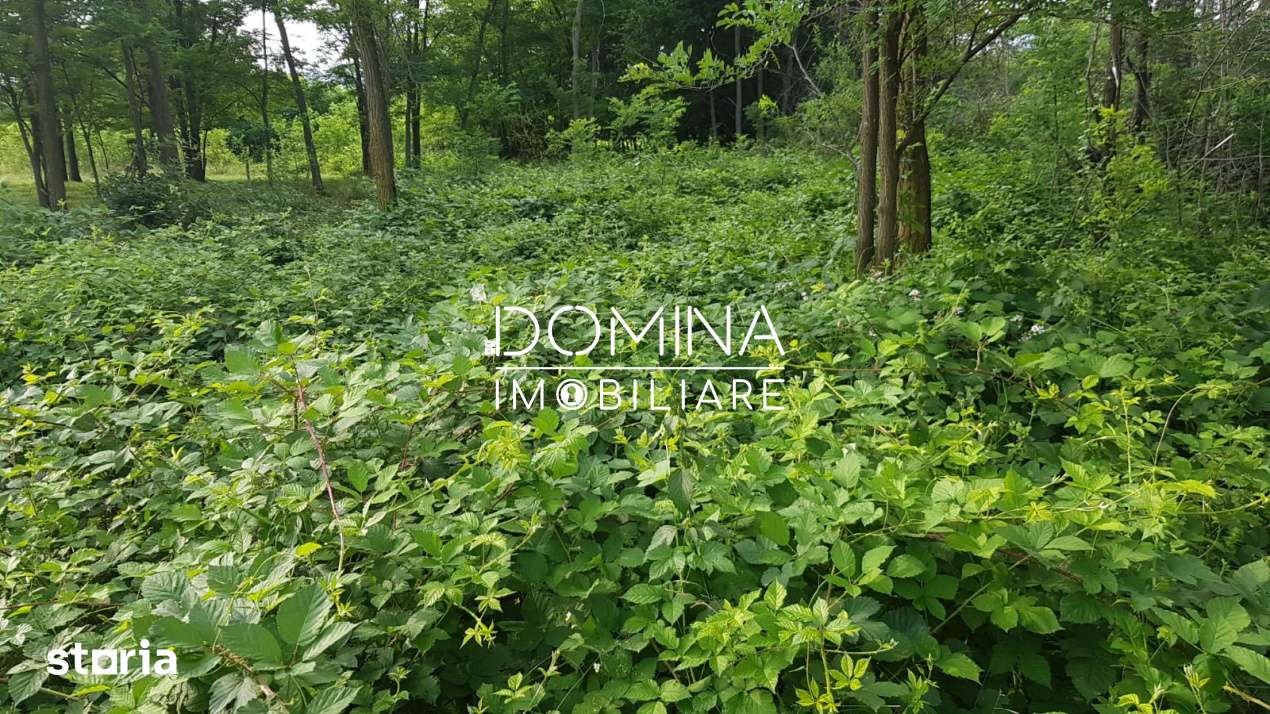 Teren intravilan, 6843 mp, pretabil investitie turistica, Polovragi - Imagine principală: 3/9