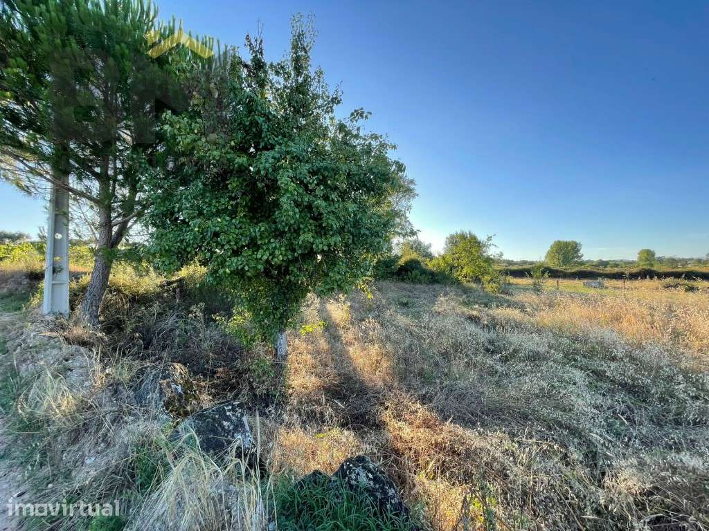 Terreno com árvores de fruto e oliveiras em Freixial do Campo! - Grande imagem: 5/13