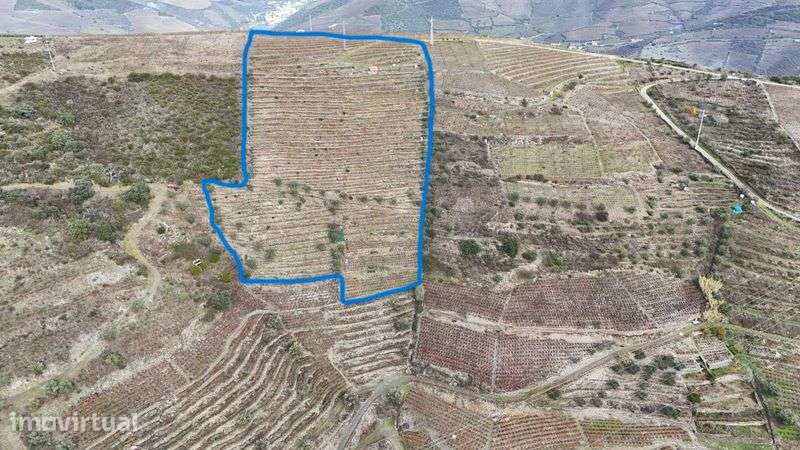 Vende-se terreno agrícola com vinha e Oliveiras - Grande imagem: 2/2
