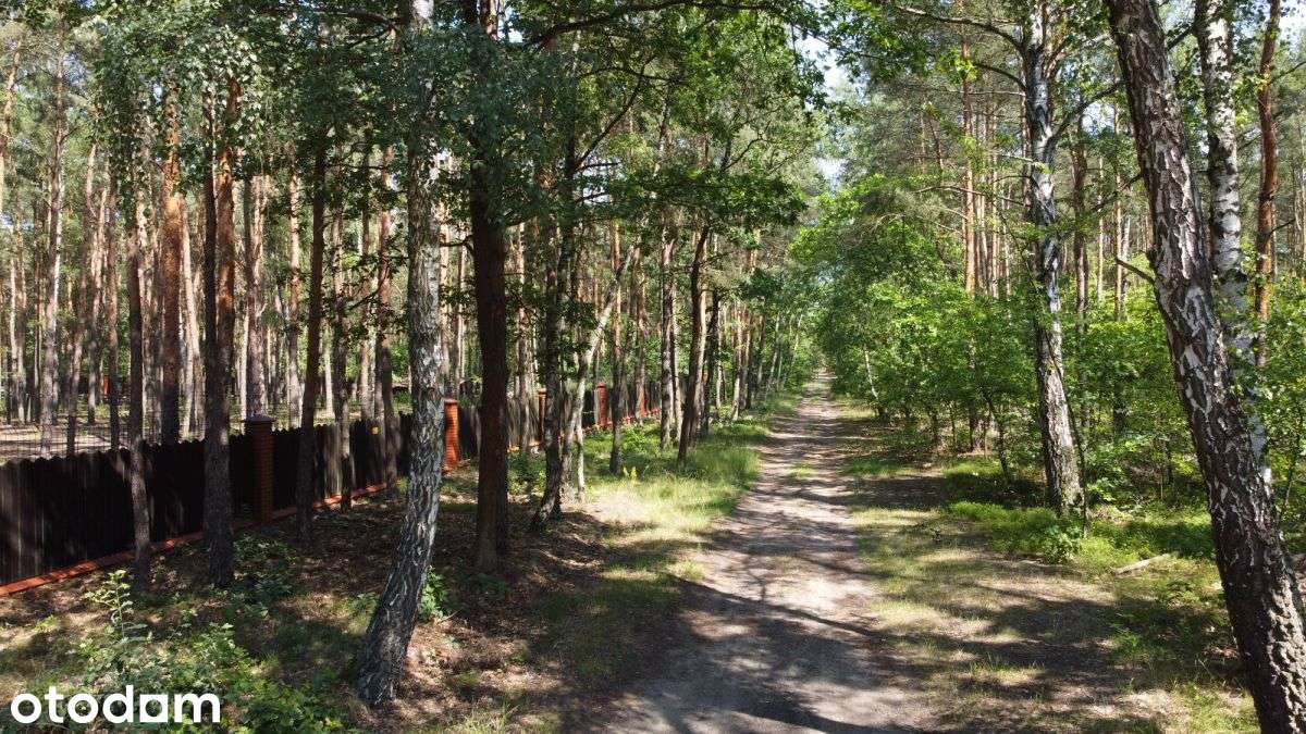 Działka leśna do własnej aranżacji - Pełny obrazek: 2/14