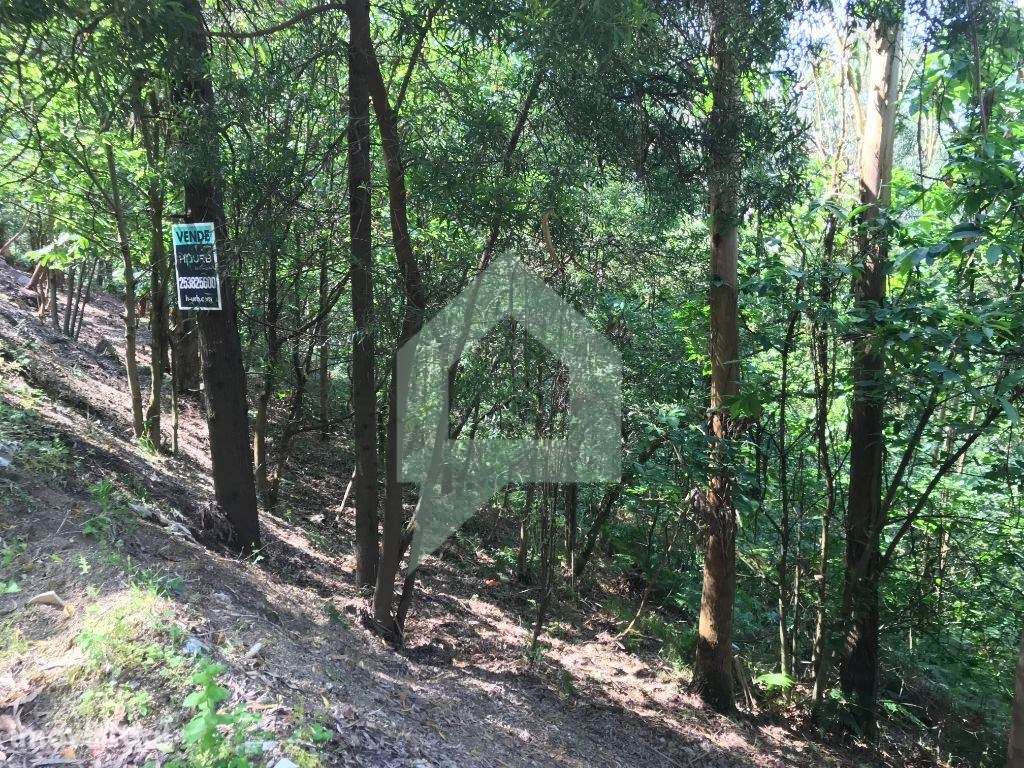 Pinhal com dois acessos, Carvalhal, Barcelos - Grande imagem: 3/10