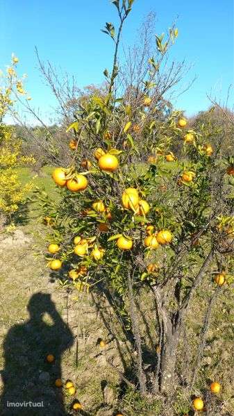 Terreno Idanha A Nova - Grande imagem: 5/7