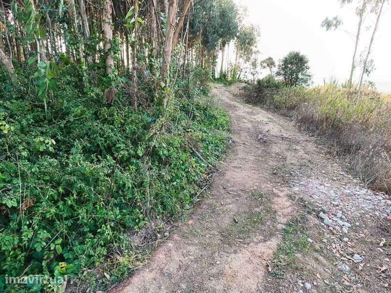 Terreno agrícola e eucaliptal - Grande imagem: 3/8