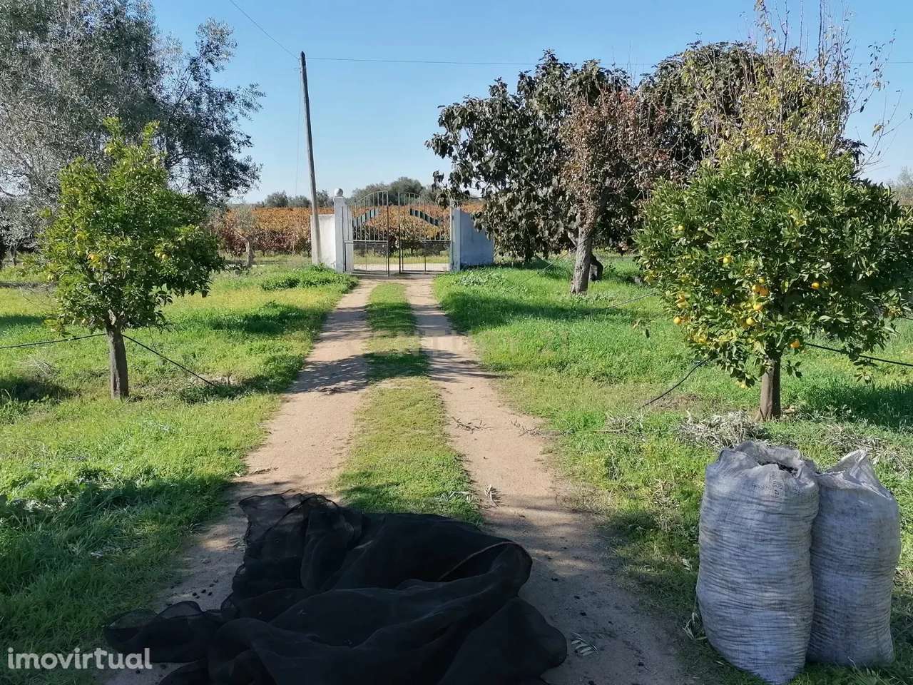 Quinta no Carapetal - Grande imagem: 4/47