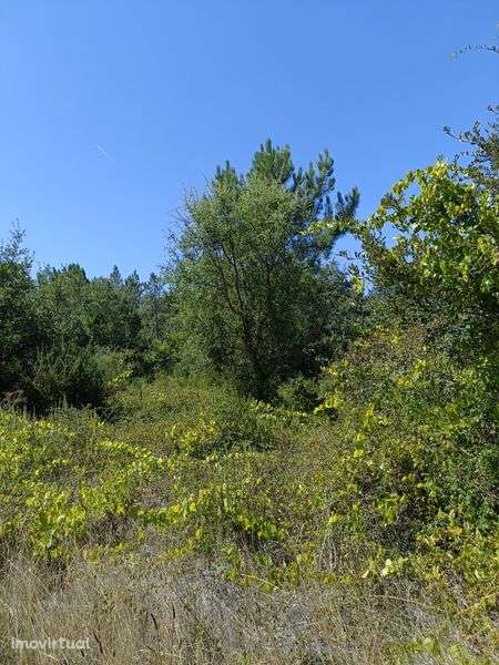 Terreno agrícola com 4400m2, em área RAN - Grande imagem: 3/8