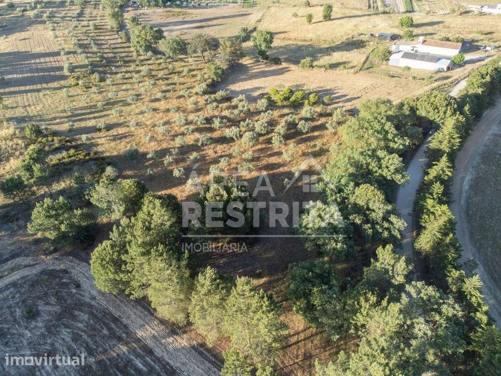 Terreno 5000 m2 -Canha com viabilidade de construção 500 m2 - Grande imagem: 5/8