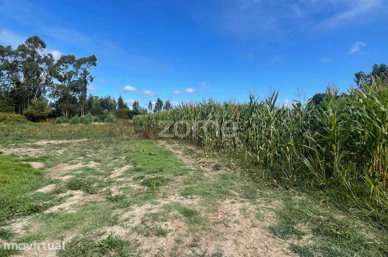 Terreno | Cultivo | Venda - Grande imagem: 3/16