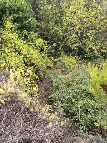 Vendo um terreno rústico em mós de Moncorvo - Grande imagem: 5/8