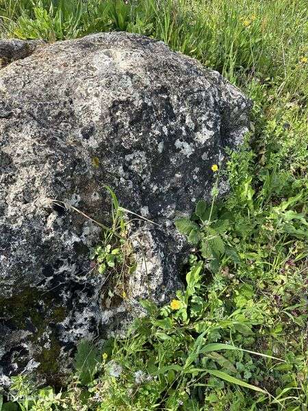 Olival Tradicional Sequeiro em Terreno Rustico - Grande imagem: 4/12